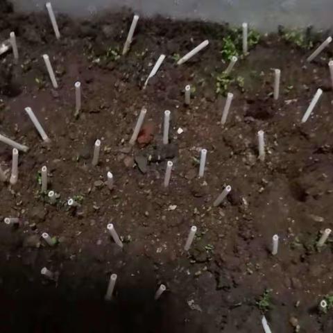 泰安老六中初一四班高辰溢矮牵牛种植体验报告