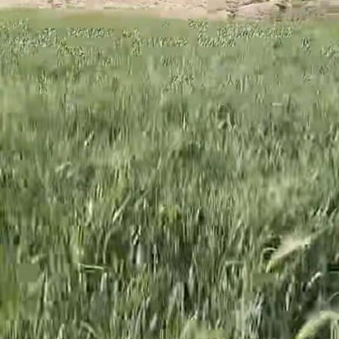 我的家乡：昌都市八宿县