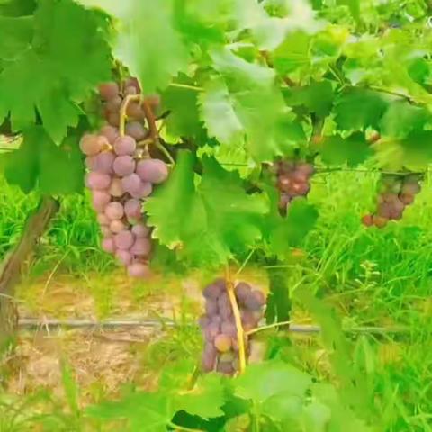 【长社学前教育】“葡”天之下 “萄”你欢喜——成龙北晨幼儿园葡萄采摘活动纪实