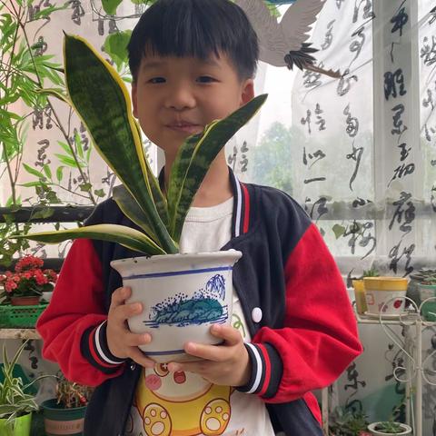 架起别样青花     —钱隆金山幼儿园大2班课程故事