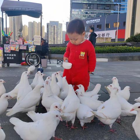 宝宝成长叙——给鸽子喂食