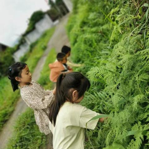 大自然的色彩——植物敲拓染