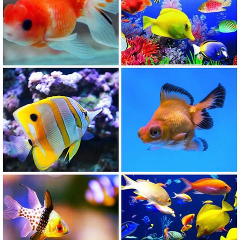 “家校携手培养小班幼儿海洋意识”课题研究课——小班美术活动《各种各样的鱼》