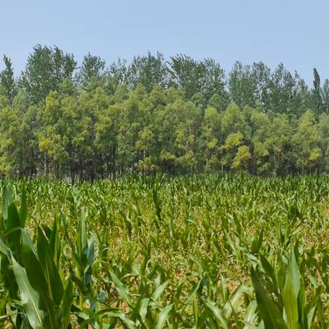 荫城镇王坊村第三网格员——李贵和7月份工作简篇。