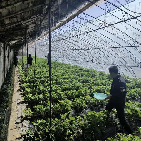 2024年抚顺市农产品质量安全监管抽查采样工作