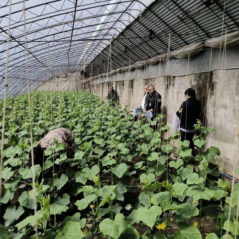 第二季度省农产品质量安全监督抽查采样