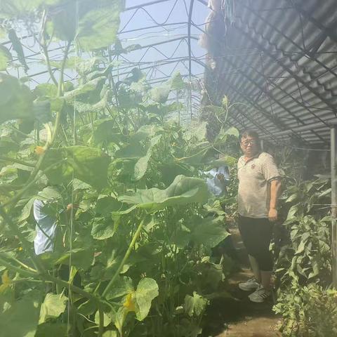 开展辽宁省农产品质量安全监督抽查第三季度采样工作