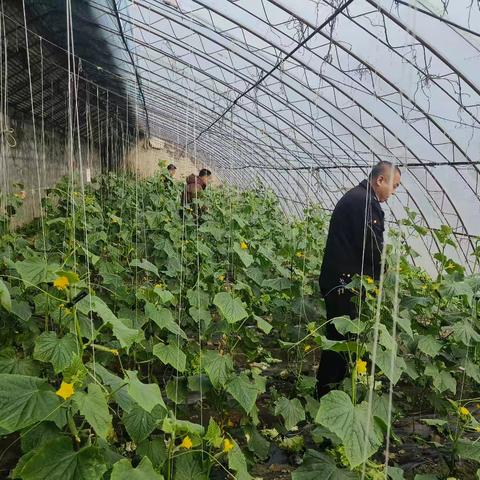 清原县开展2025年第一季度农产品质量安全监督抽查采样工作