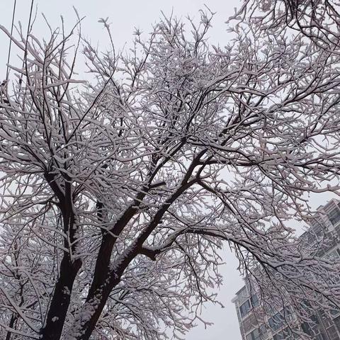 大雪中的物业人怎么那么美