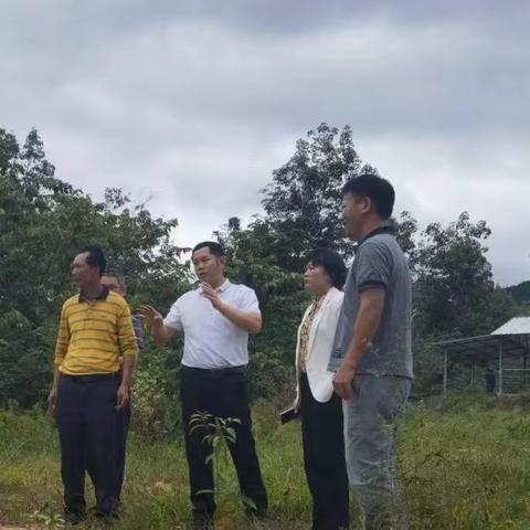 天涯区委副书记、区长、区级林长陈潇开展巡林工作（2023.12.29）