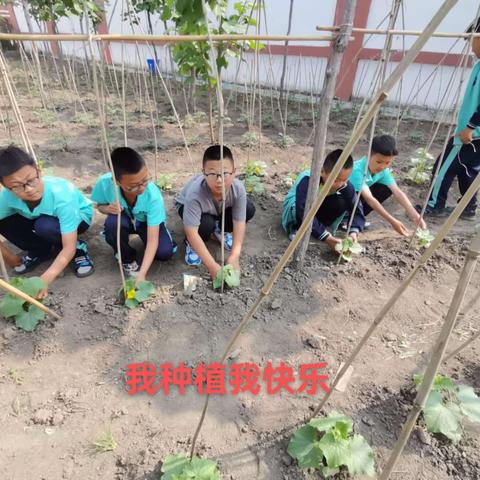 三小种植园    快乐伴身边    ———通河县第三小学农园种植活动纪实