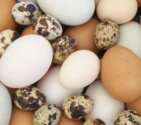 东幼·探索 发现 体验|【园本课程】奇妙的鸡蛋——小班一月课程故事