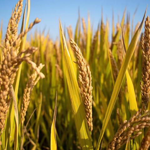 【向阳课程】芒种至  仲夏始——区幼·中二班芒种节气课程纪实