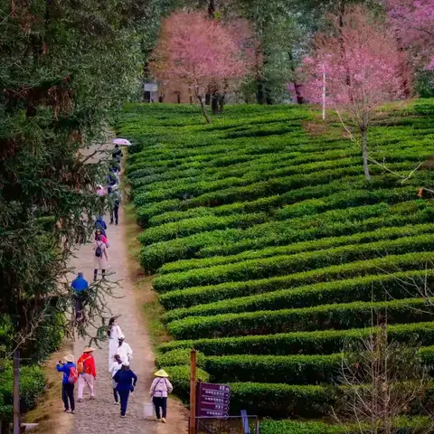 冬樱漫茶海，光影逐风行