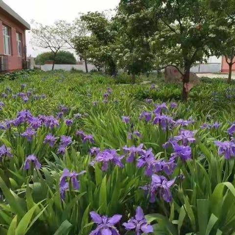 【韩城龙小•教材解读】春日花葳蕤，研训绽芳菲——龙湾子小学语数英教材解读会