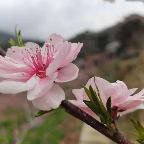 与春天相约，同桃花共绽