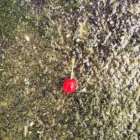 晨雨红果