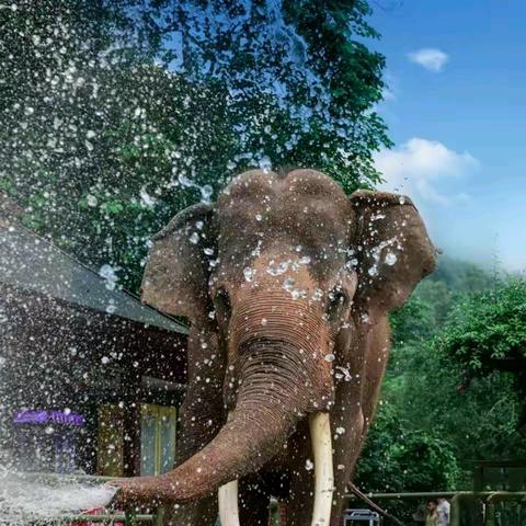 【西双版纳站】穿越雨林、邂逅野象谷、体验傣家风情、探秘植物王国