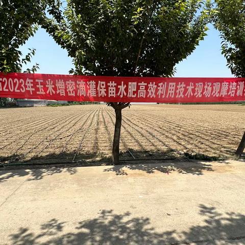 增密滴灌保苗    水肥高效利用