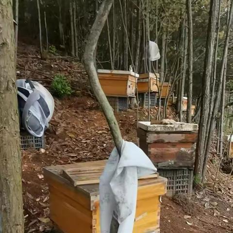 牢记初心担使命 助乡亲甜蜜增收