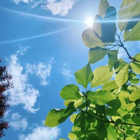 【西安莲湖爱菊明珠幼儿园】———夏季健康饮食知识宣传