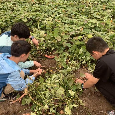 相约金秋，劳动最美——羊范完小学校种植园开园活动纪实