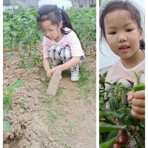 “悦”劳动,“悦”快乐（黄梅县第八小学一（5）班冯鑫）