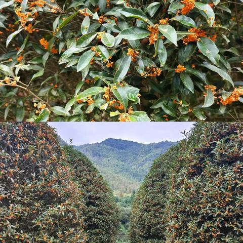 把脚印留在山间，把故事写进风里—金师附小五（13）班“碧海苍梧侠客团”第三期活动