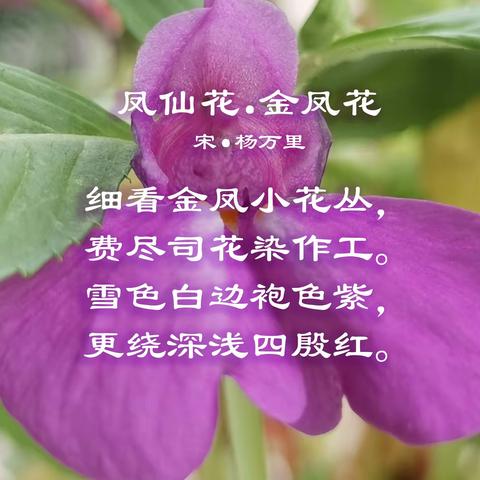 凤仙花养成记