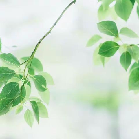 “研研”夏日，沐光而行