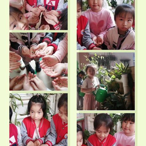 小朋友与植物一起成长——记大五班植物角