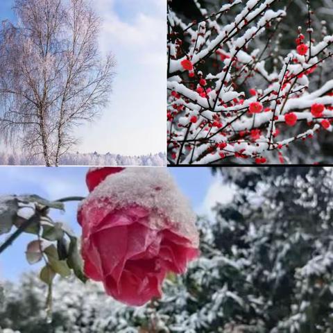 教研之花散芬芳，不负冬日好时光——宁陵县赵村乡中心小学语文推门听课活动