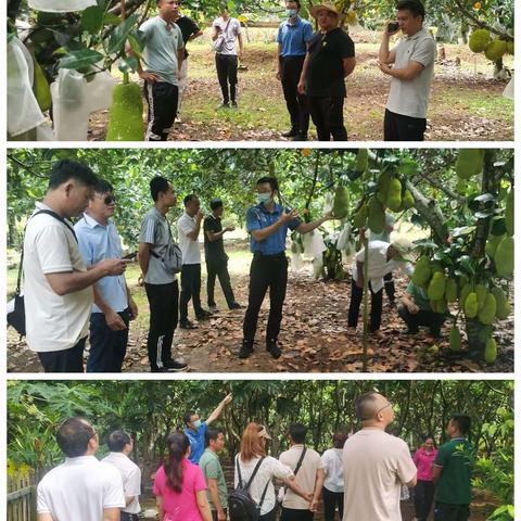 保亭县什玲镇界村村干部开展第十九届科技月活动外出考察学习农业生产技术