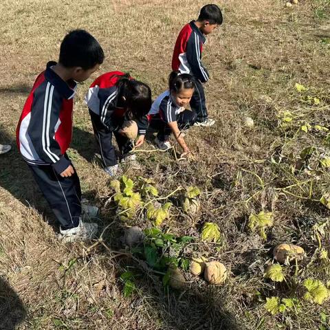 南瓜奇遇记 ——白方礼小学劳动教育之丰收篇