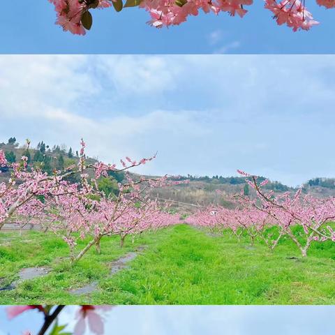 “爱在春天，乐在自然”——鑫晨幼幼园春游活动