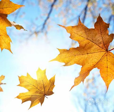 张庄中心小学叶画比赛——秋叶之美