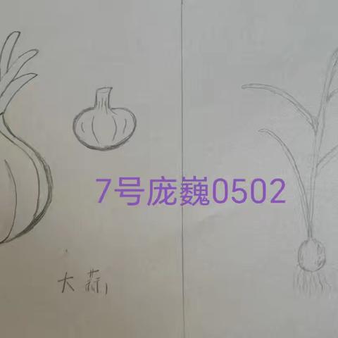 支教岛教师简笔画5班第35周作业统计