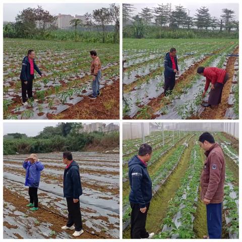 关于低温阴雨天气冬季瓜菜田间管理的技术建议