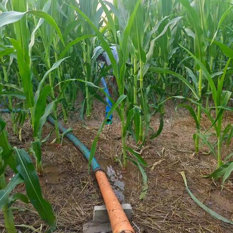 妇联女同志抗旱保秋：田间地头的巾帼担当