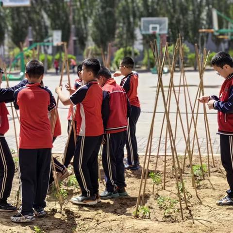 【青少儿心向党】比比种植技术哪家强？----乌海市海南区第四小学五年级四班劳动实践活动课