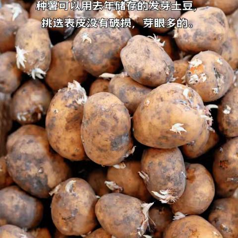 附城小学“春泥护心苗，劳动载诗行”劳动周系列活动——三年级种土豆