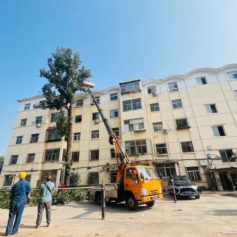 南台社区丨砍树修枝除隐患 安全守护解民忧