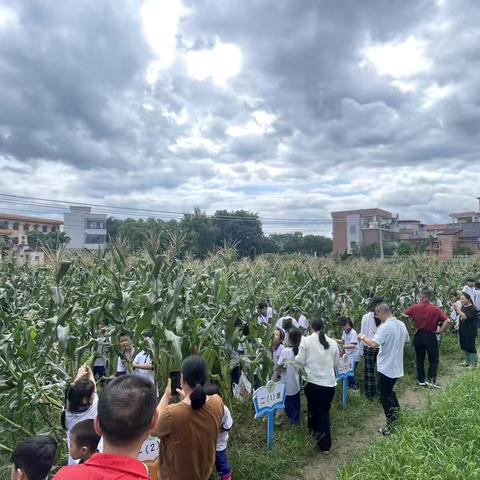 “玉”你同乐，穗穗飘香——始兴县城南镇衍屏中心小学玉米采摘劳动实践
