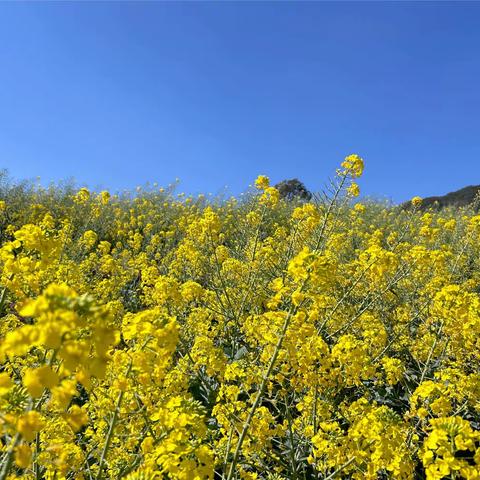 油菜花海觅春意   花海学堂留心间 ——禄劝县屏山小学油菜花研学活动