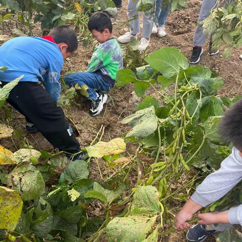 行走中的课堂——禾下基地秋收主题研学实践