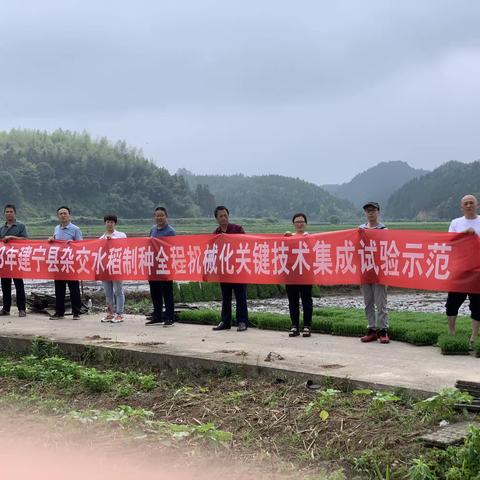 建宁县开展杂交水稻制种父母本同步机插试验示范（林丰合作社）