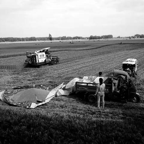 《我拍摄的麦收》摄影：李伟