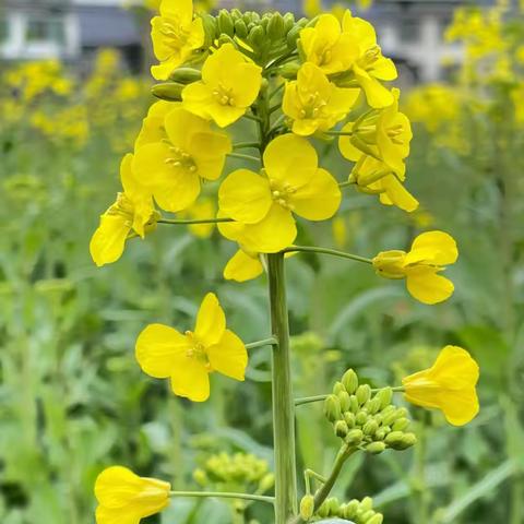 春天里的油菜花