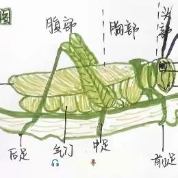 大四班10月班本课程《蚂蚱奇遇记》