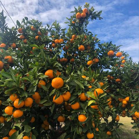 中七班生发课程——橘子🍊大发现